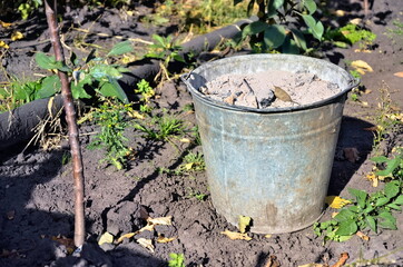 A garden bucket with ash fertilizer stands in the garden. Bright summer photo of garden tools. Beneficial ingredients for the soil.