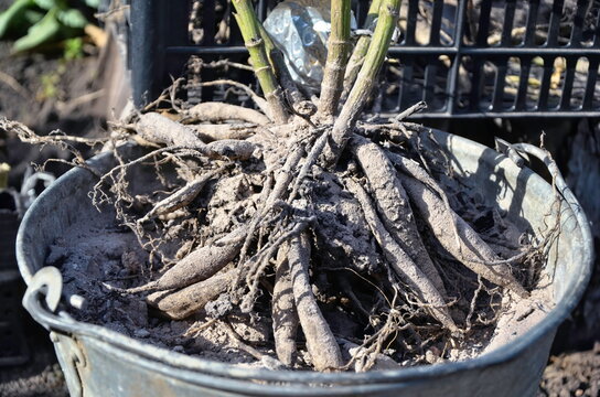 Dahlia roots treated with ash. Dahlia Root Care. Ash for garden plants and root nutrition.