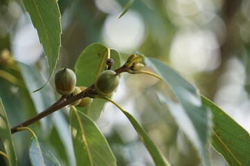 Fototapeta premium 木に成るどんぐりの実と芽