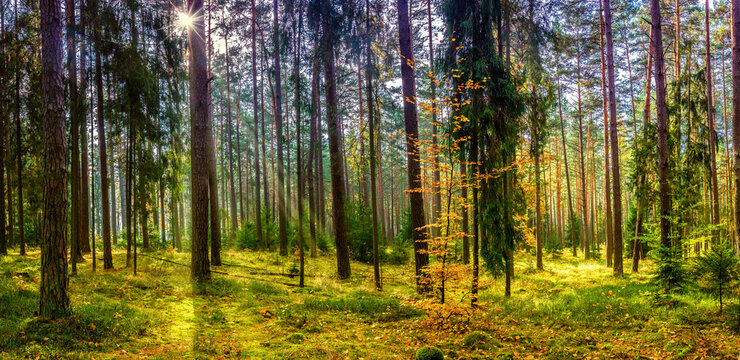 panorama jesiennego lasu © Janusz Lipiński