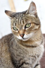 Fototapeta premium portrait of a cat