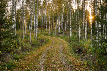Beautiful forest scenery in autumn