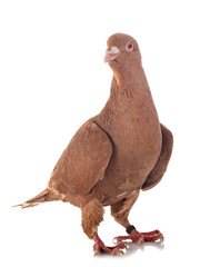 lebanese pigeon in studio