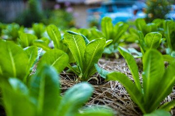growth fresh vegetable salad garden at organic farm. Argiculture concept.