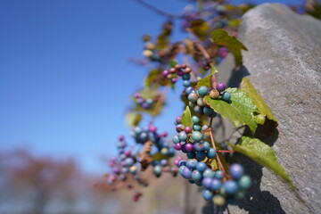 青い空に美しいノブドウの実