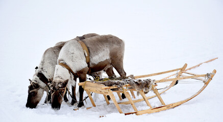 the sled and reindeer-transport of indigenous peoples
