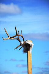reindeer antlers on a pole against a blue sky