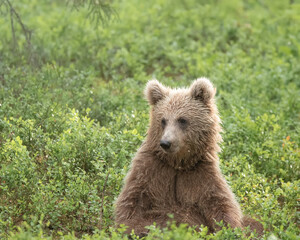 Young brown bear sits in the woods after a summer rain