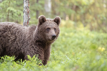 Naklejka na ściany i meble Amazement brown bear standing in boreal forest in Finland