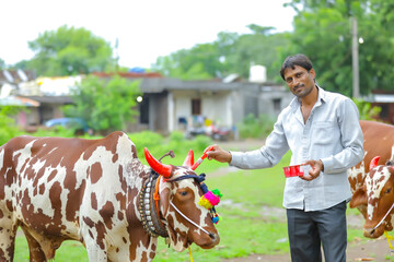 Indian festival pola, indian farmer applying color on ox horn