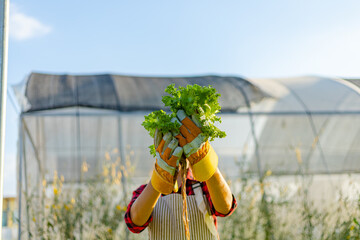 farmer ware agricultural gloves keep vegetable at hydroponic farm and observing growth vegetable...
