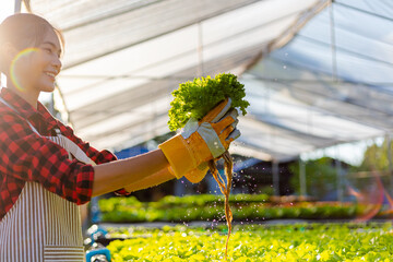 farmer ware agricultural gloves keep vegetable at hydroponic farm and observing growth vegetable...