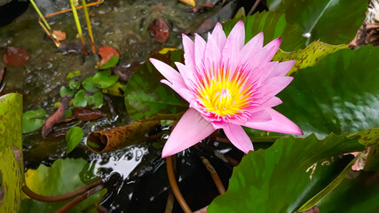 The pink lotus flower in the middle of Gaysorn is yellow, blooming in the bright sunlight. Green leaves and clear water as background
