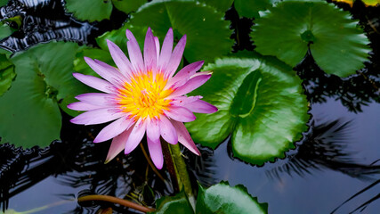 Pink lotus flower, in the clear pond Concept of a healthy and livable environment