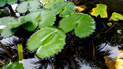 The green lotus leaf on the surface of the water is crystal clear and has a reflection like a mirror.