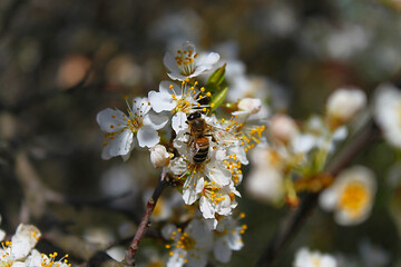 A bee collects nectar from cherry plum flowers.