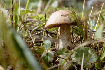mushroom in the forest