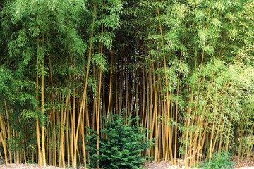 Fototapeta na wymiar beautiful bamboo forest with green foliage
