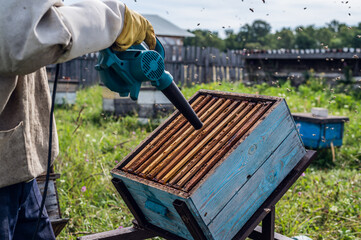 A beekeeper is using a blower, blowing air inside the hive full of working bumble bees to take out honeycomb and extract honey.