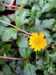 a bright yellow flower 