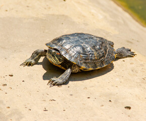 the turtle lies in the sun by the water