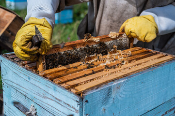Beekeepers putting honeycomb trays with honeybees back into the beehive, beekeepers preparing to harvest honey at apiary.