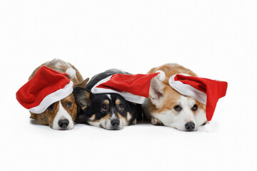 three dogs in Christmas's caps. Pembroke welsh corgi and cardigan on white background