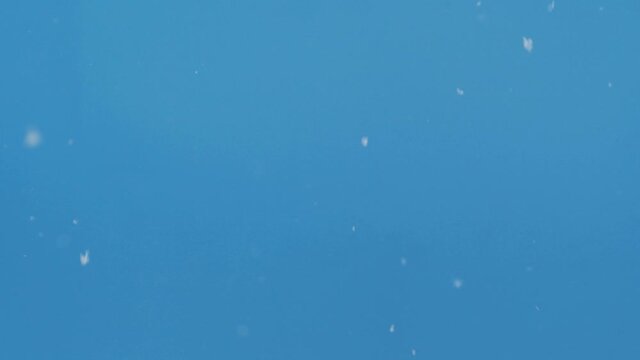 Real Snow Falling Down On Blue Chroma Key Background, Ready To Use Design Effect