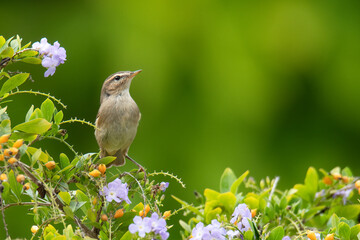 Booted Warbler perching on a tree looking into a distance
