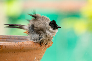 Naklejka premium Sooty-headed Bulbul puffing up its plumage shaking off water