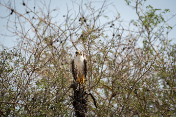 Laggar or lugger falcon or Falco jugger portrait at tal chhapar blackbuck sanctuary churu rajasthan india