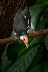 Asian Pied Myna (Starling) bending down from a perch