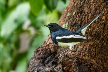 Obraz premium Male Oriental Magpie Robin perching on Longan tree