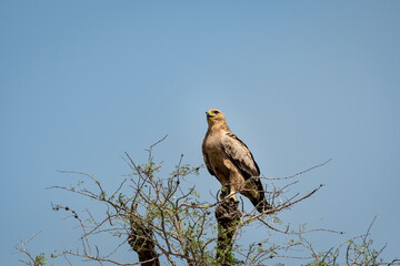 Tawny eagle or Aquila rapax perched on tree at tal chhapar sanctuary rajasthan India