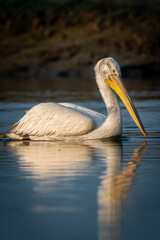dalmatian pelican or pelecanus crispus closeup with reflection in water during winter migration at wetland of keoladeo ghana national park or bharatpur bird sanctuary rajasthan