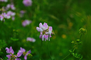 Obraz na płótnie Canvas Close up, macro. Crownvetch or Securigera varia (Coronilla varia) or purple crown vetch. Flowering field plants.