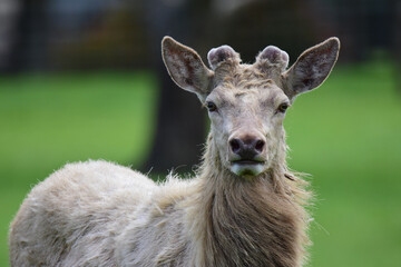 Red white Danish deer in one of the farms in Auckland, New Zealand. 