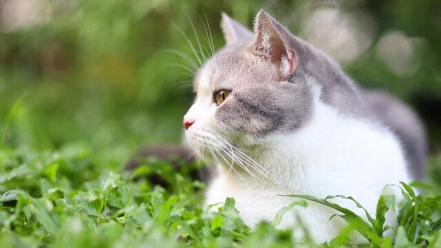 Scottish fold cat playing in the garden with green grass.