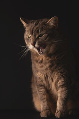 A gray domestic fluffy cat on a black background yawns and licks its lips.