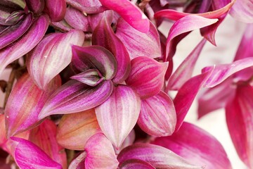 beautiful red flowers close up in South Park