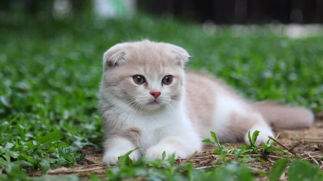 Scottish fold cat playing in the garden with green grass.