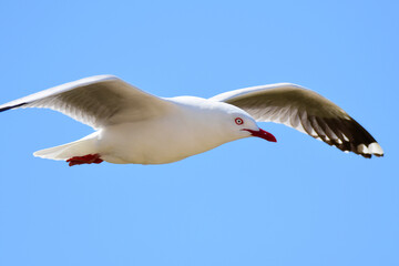 Seagull from New Zealand.