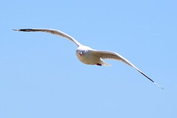 Seagull from New Zealand.