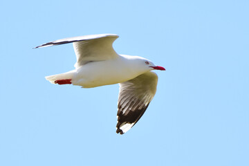 Seagull from New Zealand.