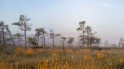 bog landscape in the morning mist, blurred swamp pine contours, bog vegetation, sunrise over the bog