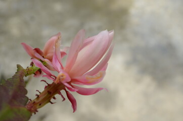 Fototapeta premium Closeup on Epiphyllum orchid cactus flower stigma and stamen on green background