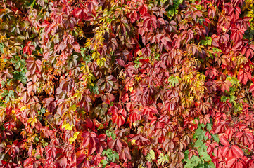 Autumn fall background with colored leaves of the wild vine. Wall, thickly covered with green...