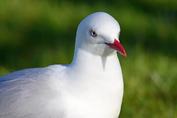 Seagull from New Zealand.