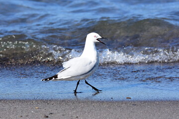 Seagull from New Zealand.
