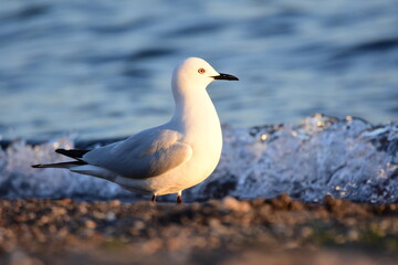 Seagull from New Zealand.